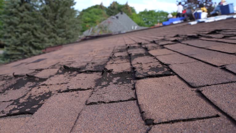 Roof Moss and Algae Removal in West Livingston, TX